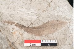 Foto (Detailansicht) von Plantae indet.  (NHMW-GEO-2024-0188-8064)